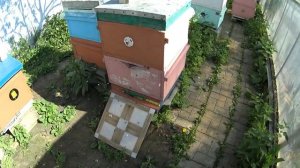 Прекратить роение пчёл на пасеке можно за несколько минут.