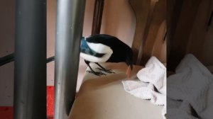 Сорока нашла кусок хозяйственного мыла.