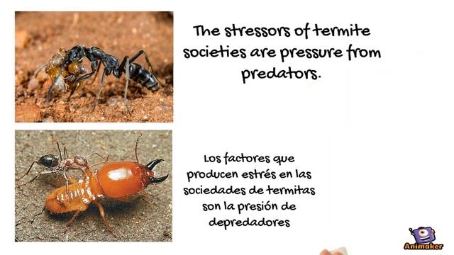 Sororities and female termites смотреть онлайн