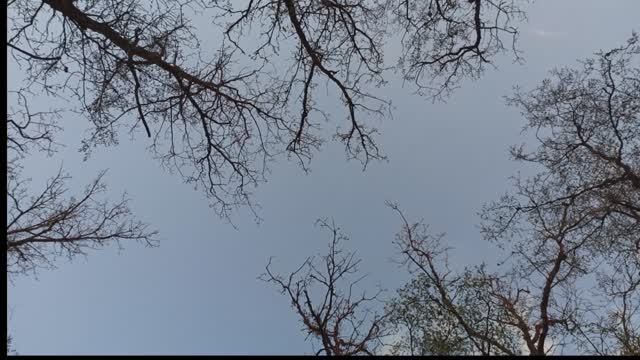 Живое пение птиц в лесу, звуки природы, шум ветра смотреть онлайн