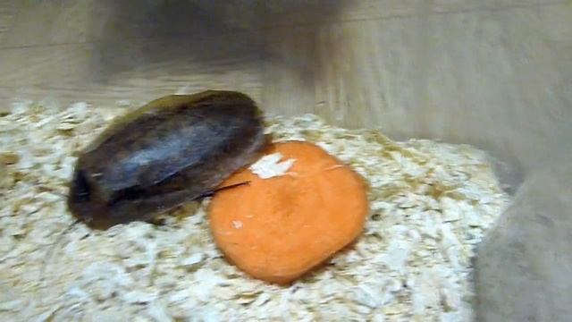 Архимандриты мои смотреть онлайн