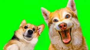 ХАСКИ БУБЛИК УКУСИЛ МЕНЯ! ОН МНЕ БОЛЬШЕ НЕ ДРУГ!! Корги Кекс Говорящая собака