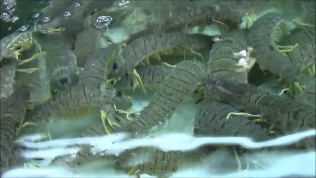 рынок морепродуктов Banzan. Пхукет. Патонг. Тайланд смотреть онлайн