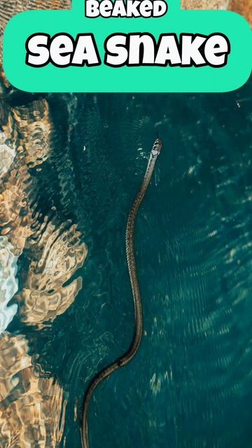 5 of the deadliest sea creatures in the world (part#1) смотреть онлайн