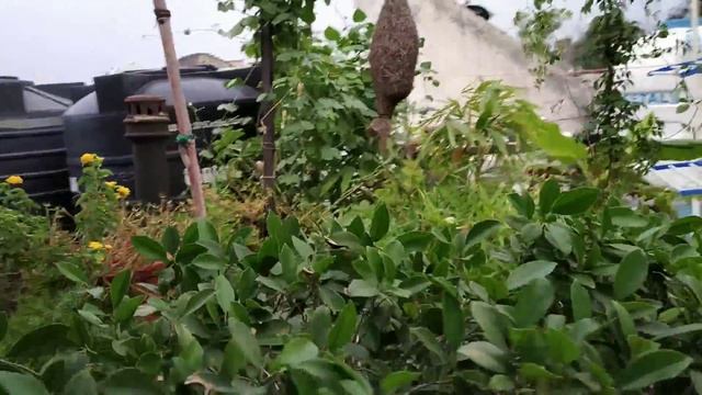 Terrace garden 4 organic home grown beans, new fresh flowers, lights, plant medicine new, care tips смотреть онлайн