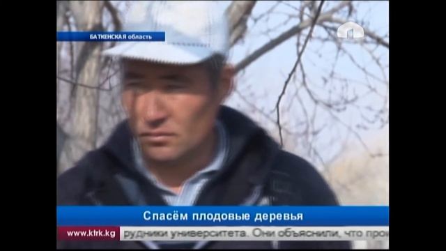 Баткен: спасём плодовые деревья