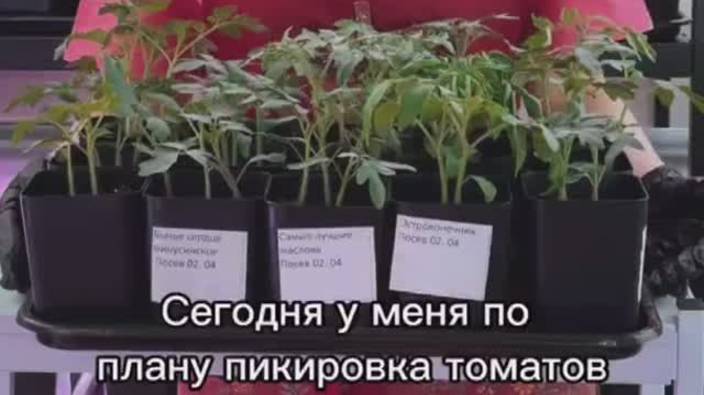 Пикировка, перевалка. смотреть онлайн