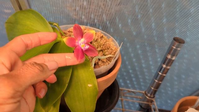 Strongest Phalaenopsis Fragrance in the Greenhouse! смотреть онлайн