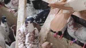 31.03.2025г Обзор голубей по приезду 👍