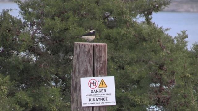 Traquet de Chypre (Oenanthe cypriaca) Cyprus Wheatear смотреть онлайн