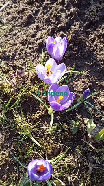 первое апреля смотреть онлайн