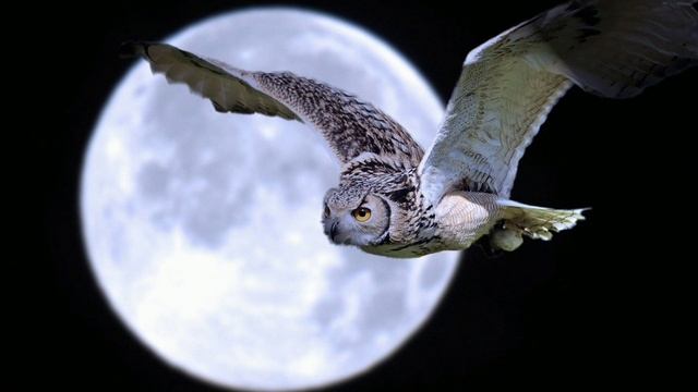 Птица ночи Галина Польняк смотреть онлайн