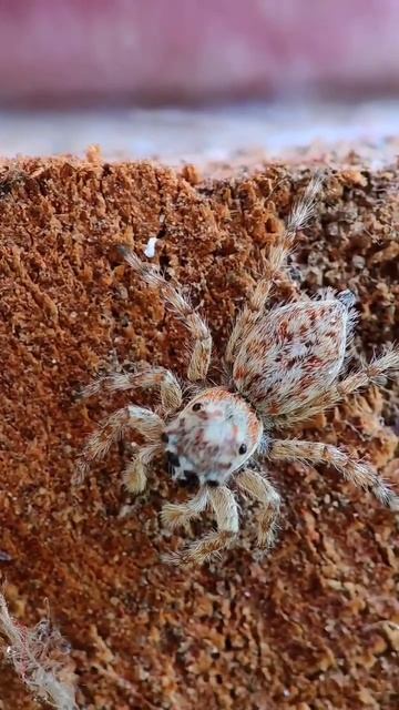Jumping spider vibing with music🕷🎶 #insects смотреть онлайн