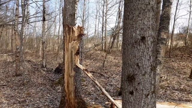 Посадка капусты на рассаду. смотреть онлайн