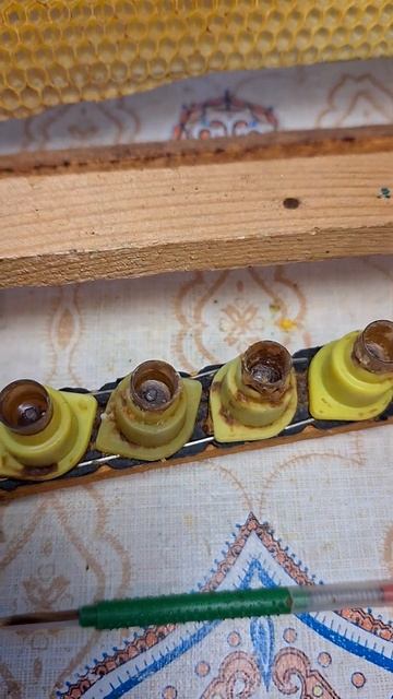 прививка на маток смотреть онлайн