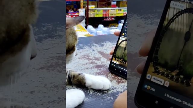 My cat interesting to Larva cartoon 😁 смотреть онлайн