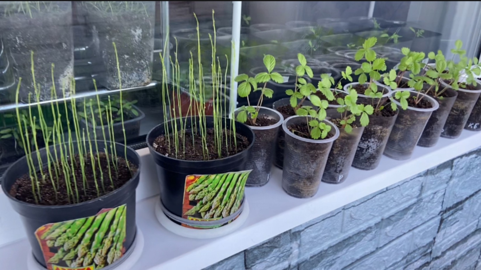 Развитие земляники и спаржи. смотреть онлайн