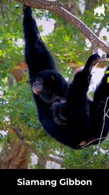 Siamang Gibbon - The largest of gibbons | Youtube Shorts смотреть онлайн