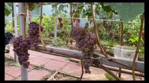 Виноград для Московской области