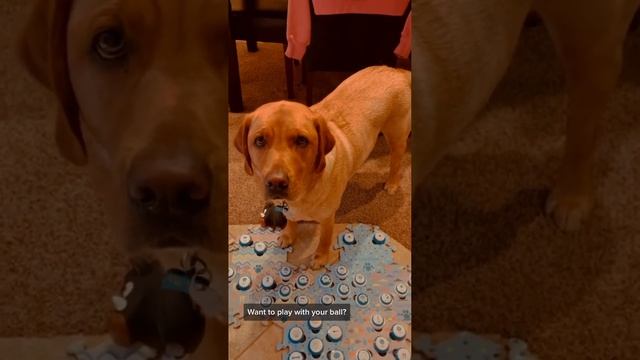 Chats with my dog Copper. смотреть онлайн