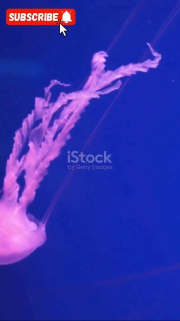 vampire squid is a sea monster😱😱| #trending #viral #shortsfeed #shorts #ytshorts #viralvideo смотреть онлайн