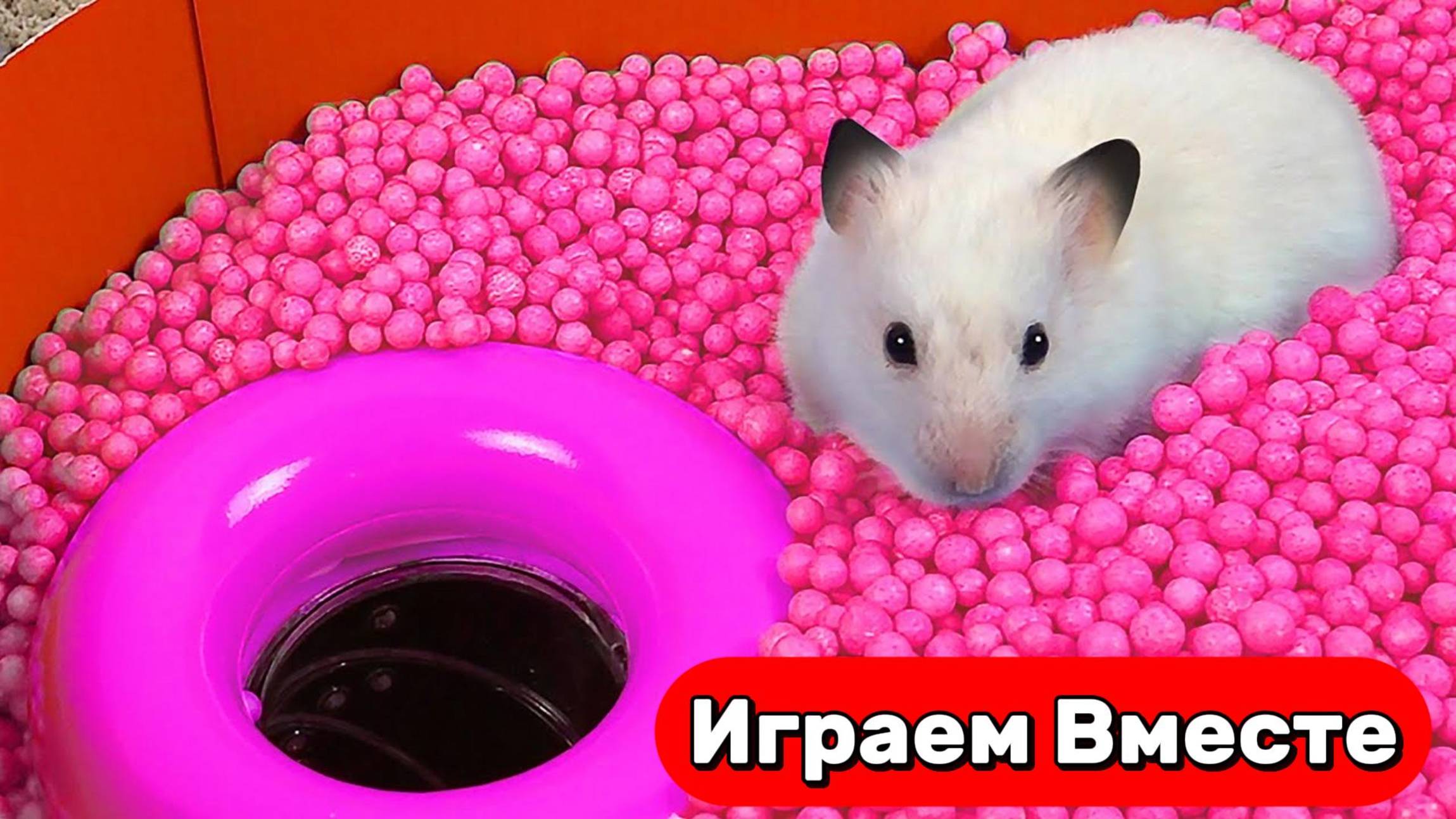 Лабиринт для хомяк 🐹 Умный Хомяк выбирается из ОГРОМНОГО ЛАБИРИНТА ! #топыкатегорий