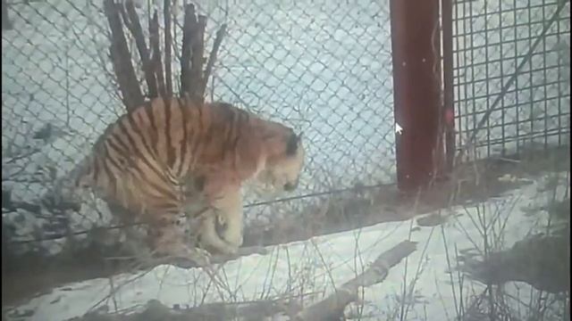 Состояние пойманного в Хабаровском крае тигра показали на видео смотреть онлайн