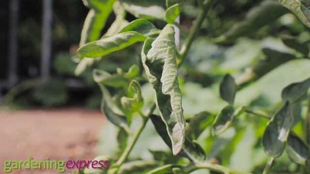 How to - Train your Tomato Plants to Maximise Yield - Gardening Express смотреть онлайн