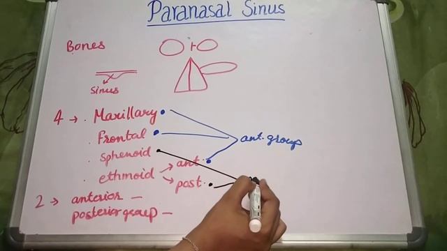 Paranasal sinus introduction by Geetaru Shanjalii BAMS AYURVEDA смотреть онлайн
