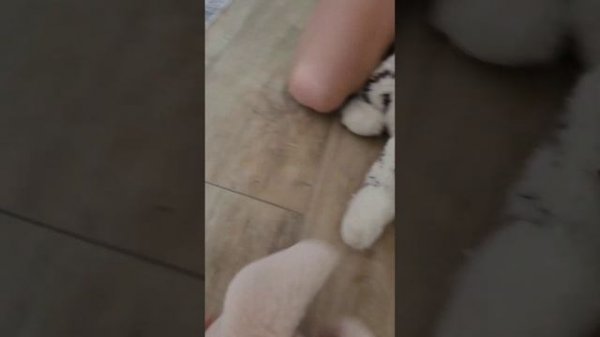 Заяц полицейский 1 часть