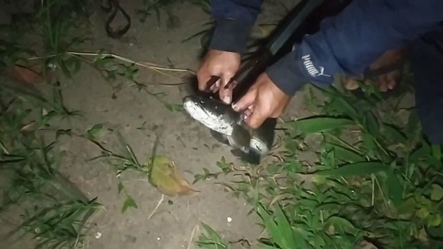perfect snakehead fish Hunting at night | Fisherman great with spearfishing смотреть онлайн