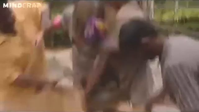 Anaconda Snake bites woman on Dutch TV show 'Real Girls in the Jungle смотреть онлайн