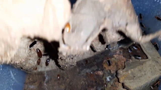Pseudomops septentrionalis (Pale-Bordered Field Cockroach) Colony смотреть онлайн