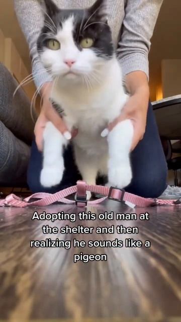 He’s gonna lay eggs in the litter box 🪺🐦 #cats #popular #birds #funnyvideo смотреть онлайн