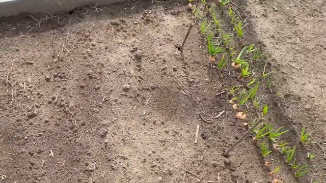 ПРОСТАЯ ЕДА//ЧТО У НАС РАСТЕТ// ЗАКУПКА ПРОДУКТОВ// ШАШЛЫКИ С СОСЕДЯМИ смотреть онлайн