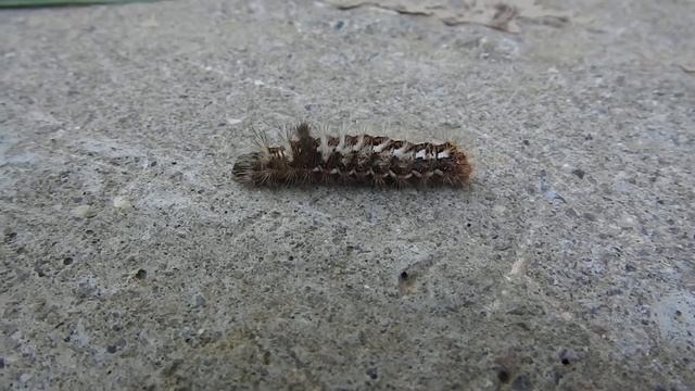 Гусеница стрельчатки Acronicta turanica смотреть онлайн