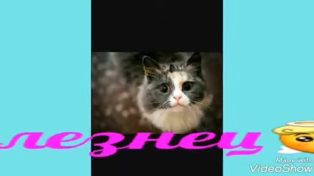 Гороскоп котиков!😻