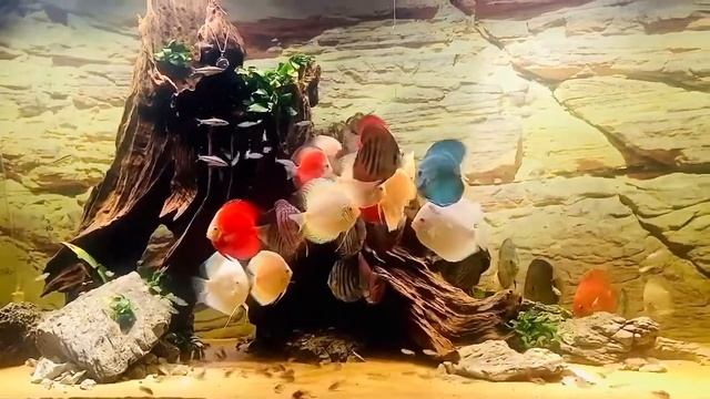 Аквариум с дискусами от Hoàng Võ смотреть онлайн
