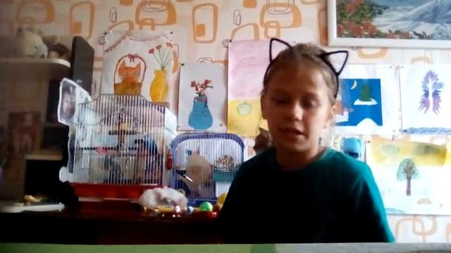 Подарки для животных 🐱🐭🐶🐦 смотреть онлайн