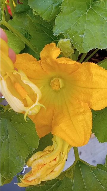 How to pollinate squash plants смотреть онлайн