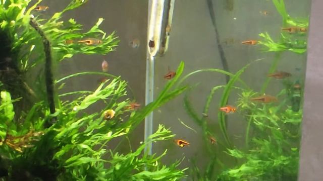 Sparrow Rasbora смотреть онлайн