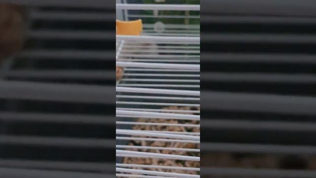 уборка у крыс смотреть онлайн