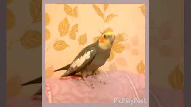 Попугай здоровается. смотреть онлайн