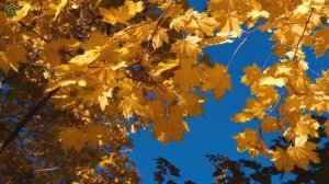 Спокойная музыка для отдыха, медитации и даже сна. Красивая природа для Души