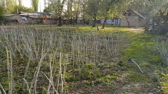 Когда правильно сделать подкорумку малины смотреть онлайн