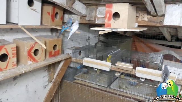 Kuşlarda Hırıltı ve Gece Çıkan Garip Sesler Ve Çözümü смотреть онлайн