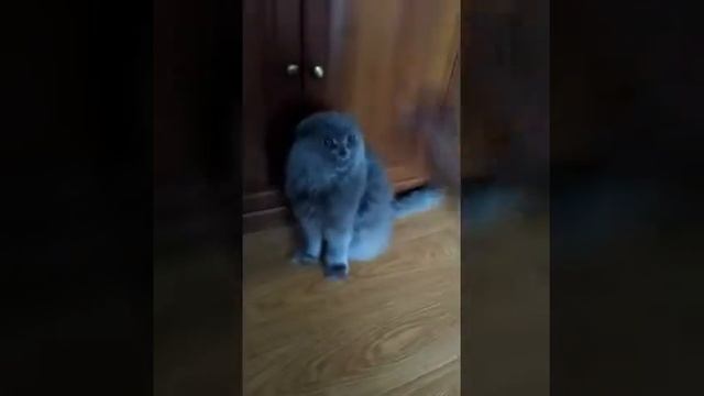 Сима и Папа