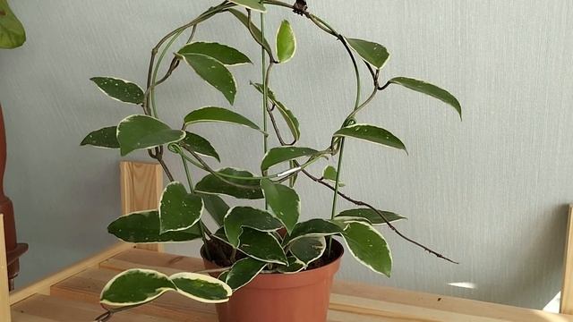 Близ обзор сорта - хойя карноза Кримсон квин смотреть онлайн