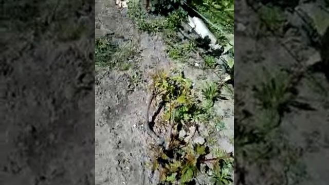 Виноград. Май. смотреть онлайн