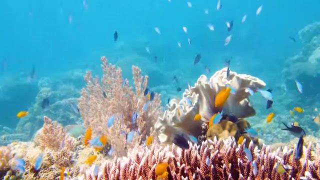 Дайвинг в индийском океане, кораллы, морские черепахи, красивый подводный мир